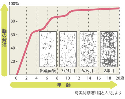 脳の発達状況